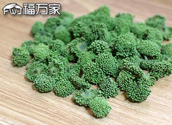 三七花可以治疗高胆固醇血症 及其心脑血管疾病