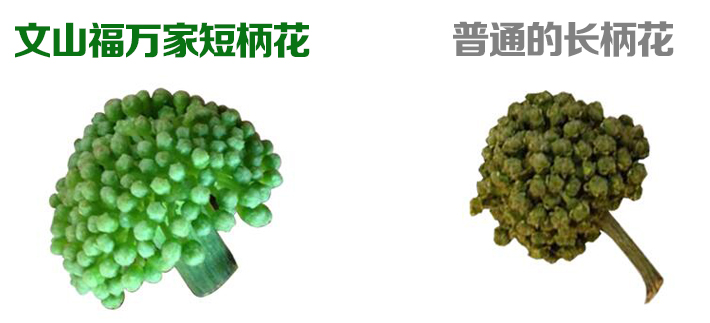  三七花对比