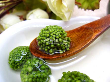 三七花